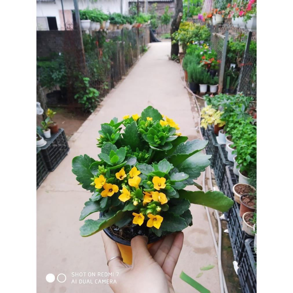 [ Xả - Cắt Lỗ ] Chậu hoa sống đời siêu đẹp siêu hoa - Đơn hàng thanh toán trước tặng 1 lọ kích rễ mini