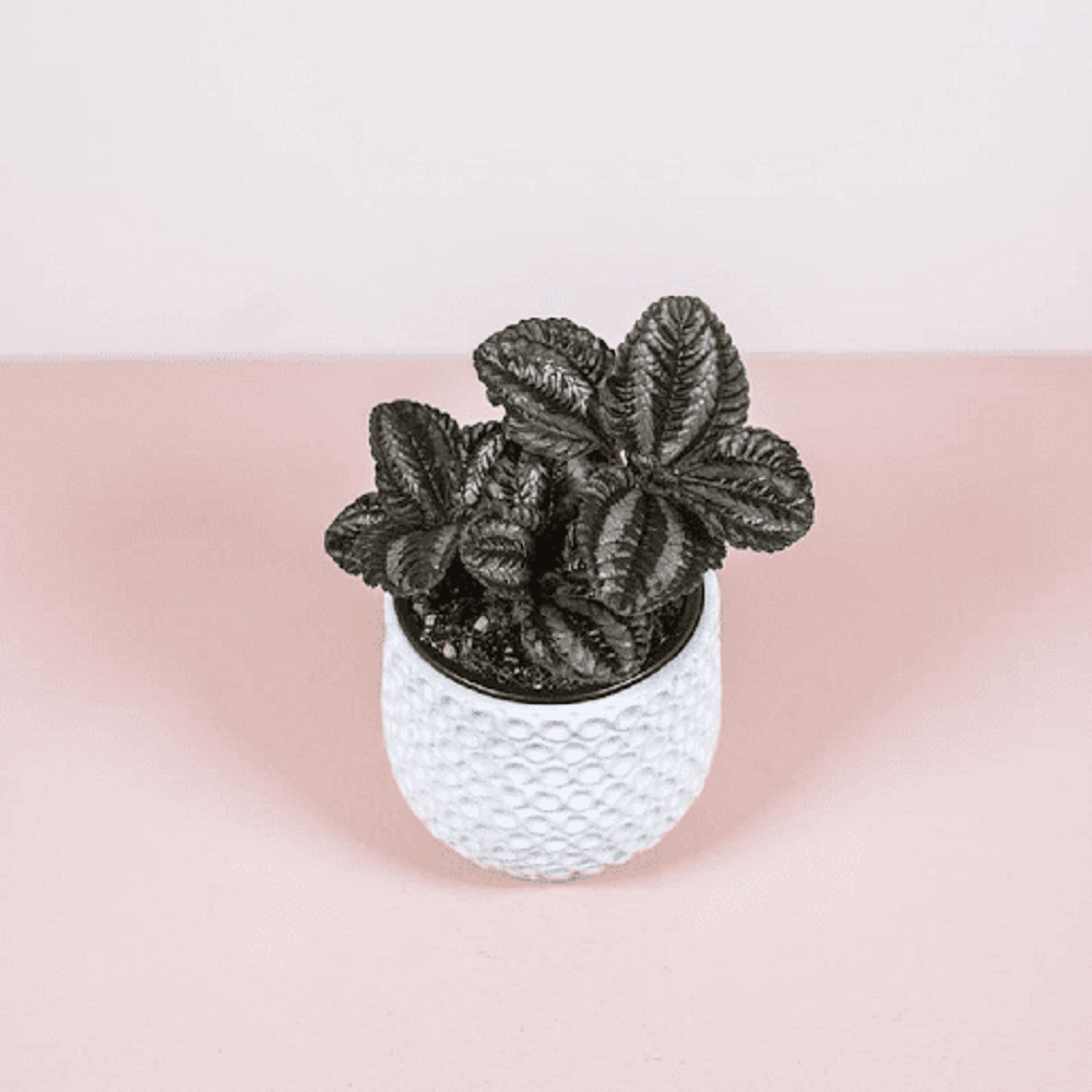 Cây Pilea repens Bronze (Đồng Hổ Nhĩ, Tai Hổ Màu Đồng) chậu treo bí ngô