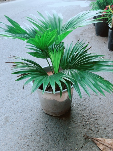 Cây Cọ Kiểng