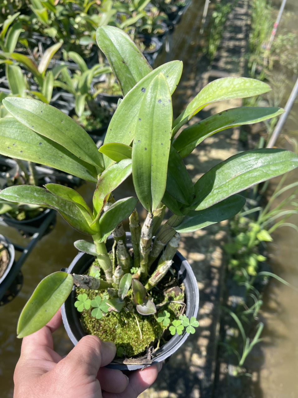 HOA LAN ĐỒNG TIỀN HỒNG