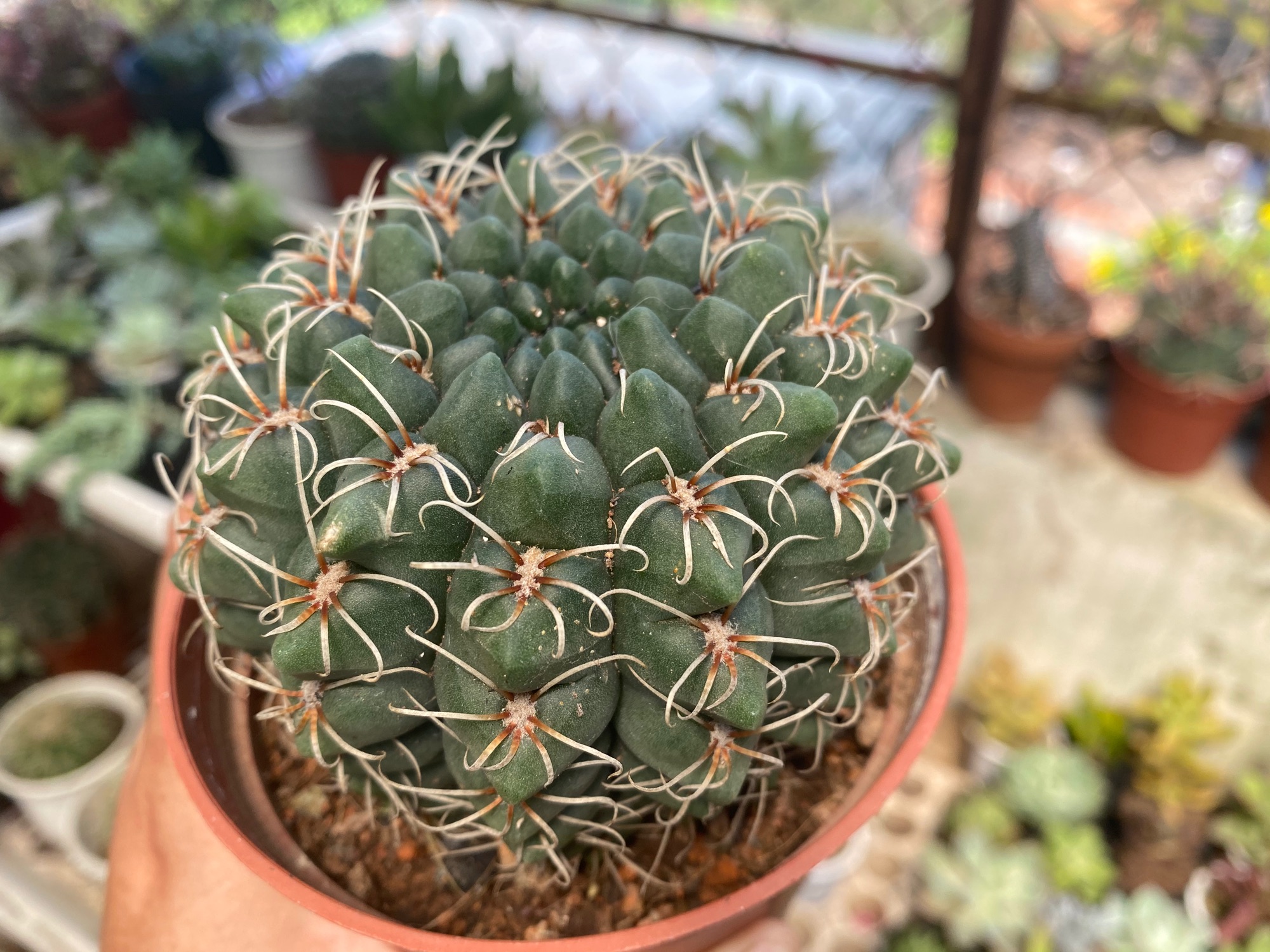 XƯƠNG RỒNG THẦN LONG LỚN 10cm