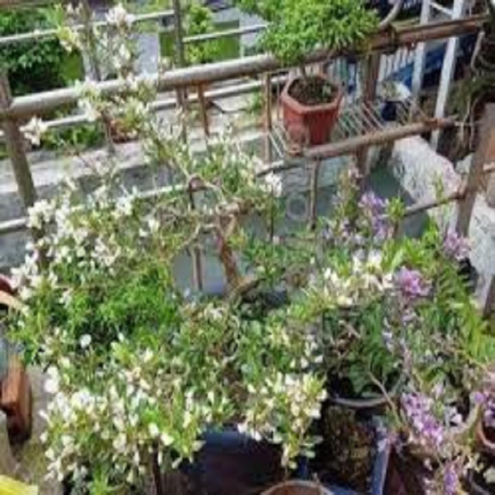 Linh sam bông trắng