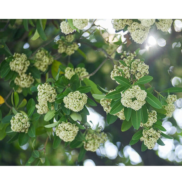 Cây Hoa Sữa Giống (ĐƯỢC KIỂM HÀNG) (được tặng kèm phân )