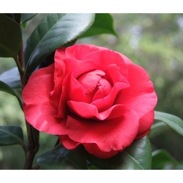 Cây giống hoa trà my cây cao 40-50cm đủ các màu