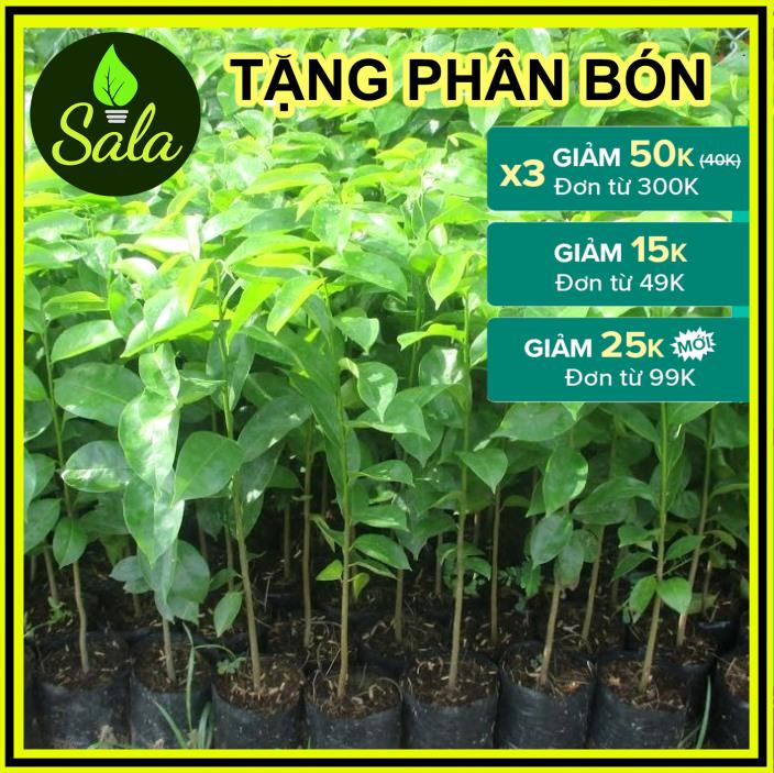 CÂY GIỐNG MÃNG CẦU XIÊM THÁI LAN