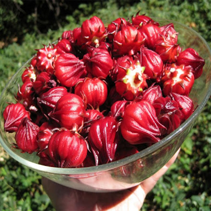 Cây bụp giấm (atiso đỏ) khô 1kg