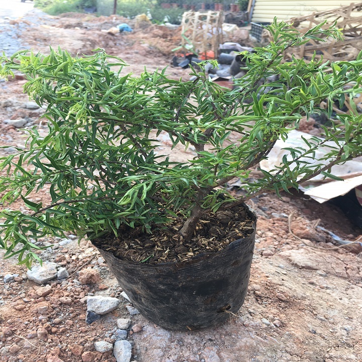 Cây Mai Chiếu Thủy, bonsai đẹp