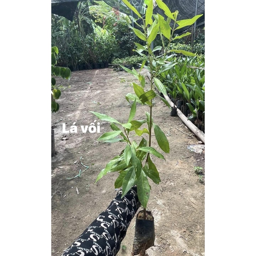 combo 2 CÂY GIỐNG LÁ VỐI NẾP
