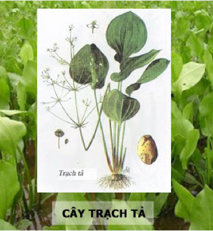Hạt giống trạch tả - ( cây dược liệu 50 hạt)