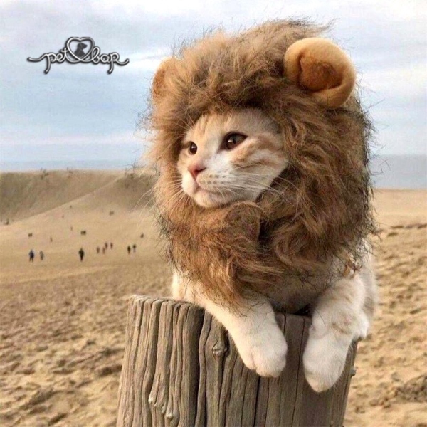 Mũ cho chó mèo cosplay sư tử - Nón hoá trang cho thú cưng siêu ngầu