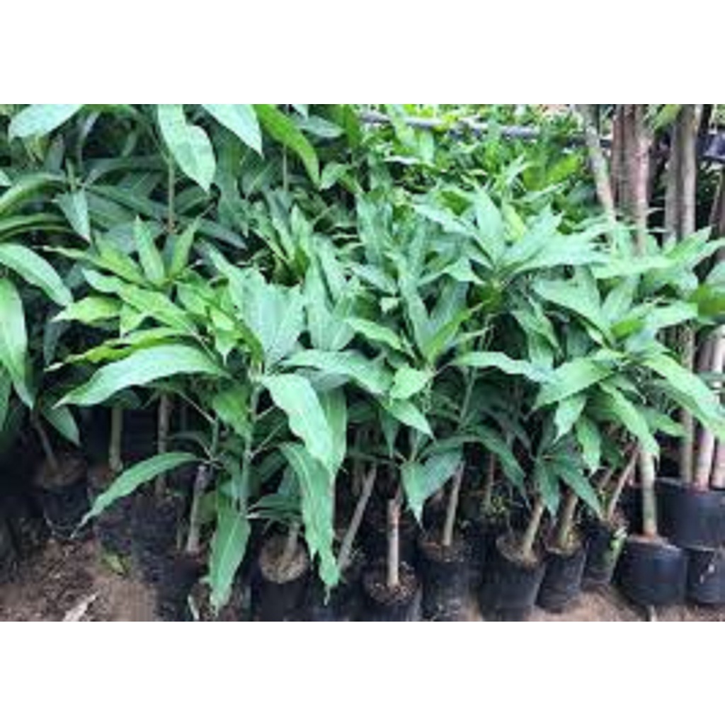 CÂY GIỐNG XOÀI THANH CA.[ CÂY GHÉP CHO QUẢ SỚM]