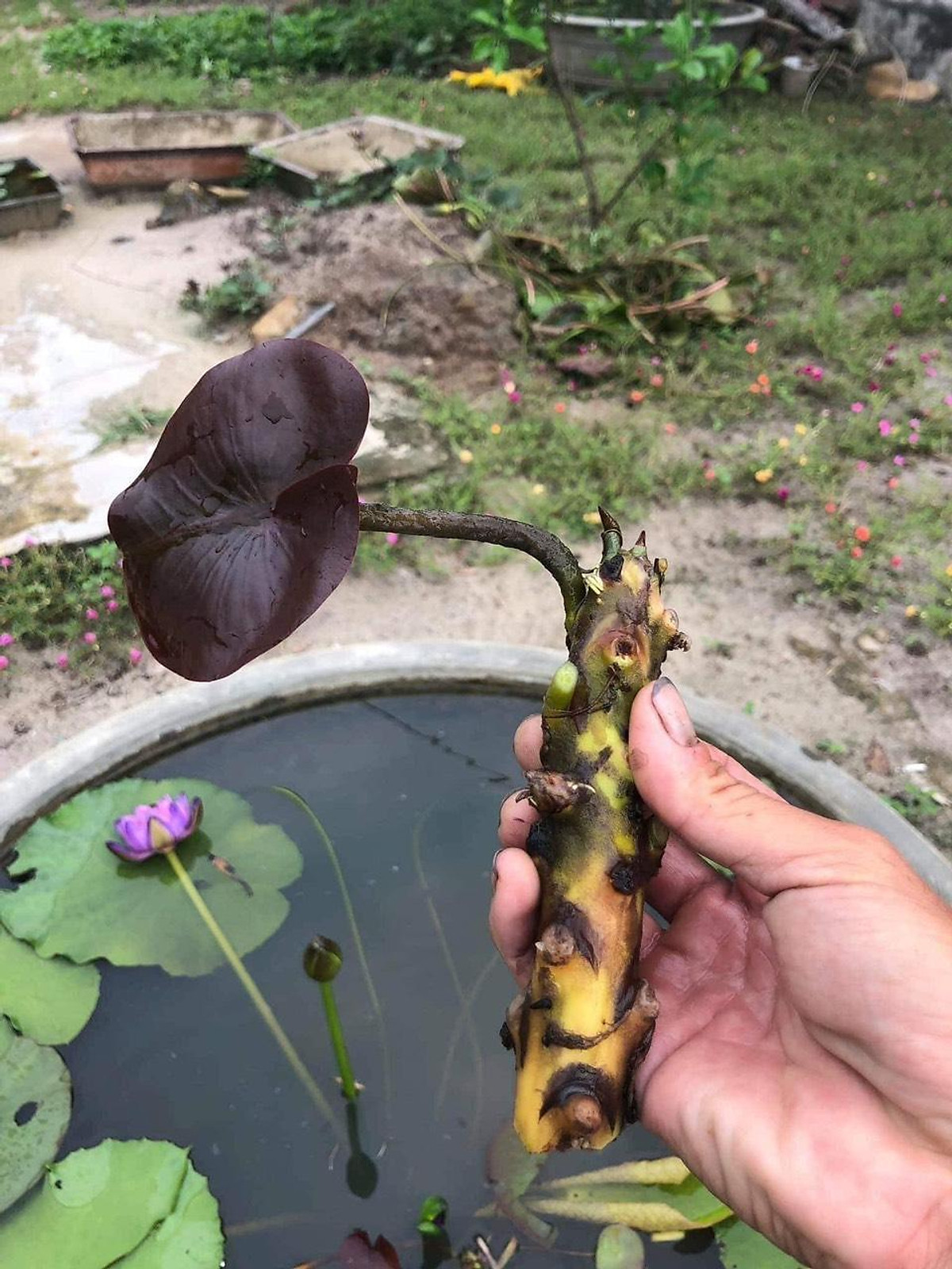 1 Cây bông súng thái kép hoa đỏ ( củ giống trong hồ )