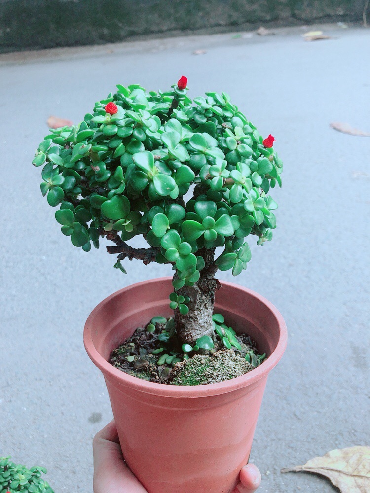 Cây Cành Vàng Lá Ngọc Thân Cổ Thụ