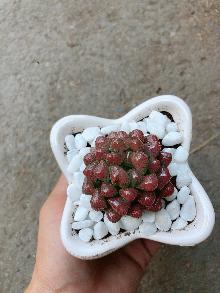 Chậu Kim Cương Đỏ (copi)