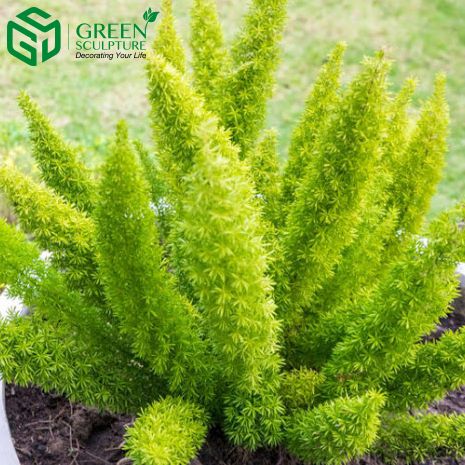 Hạt Giống Cây Tùng Đuôi Chồn, Trúc Thiên Môn(Gói 5 hạt)