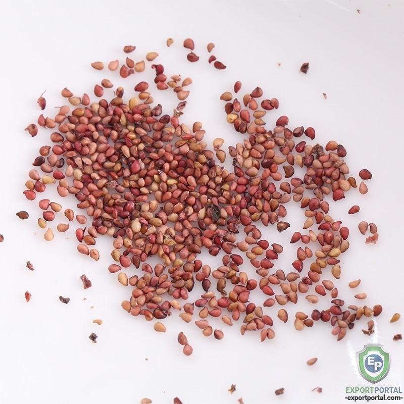 Giant strawberry seeds