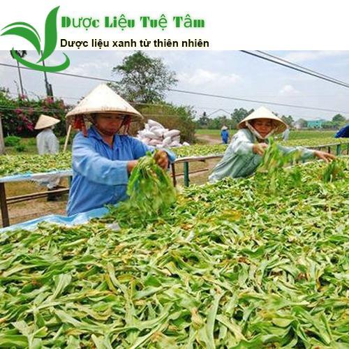 1kg Lá cây trinh nữ hoàng cung khô - CAO CẤP