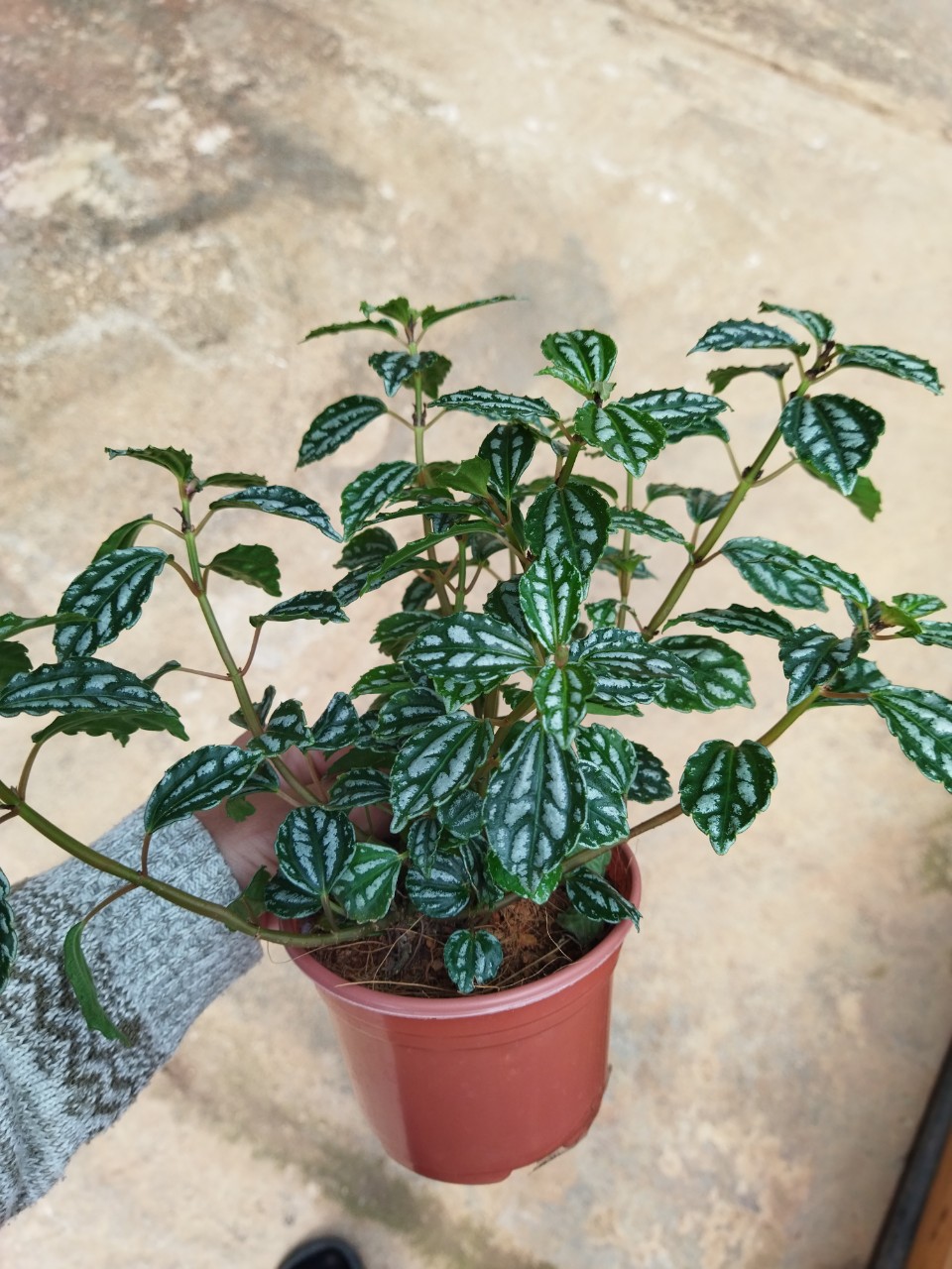 Cây Kim Tuyến - Cây Sọc Dưa - Peperomia