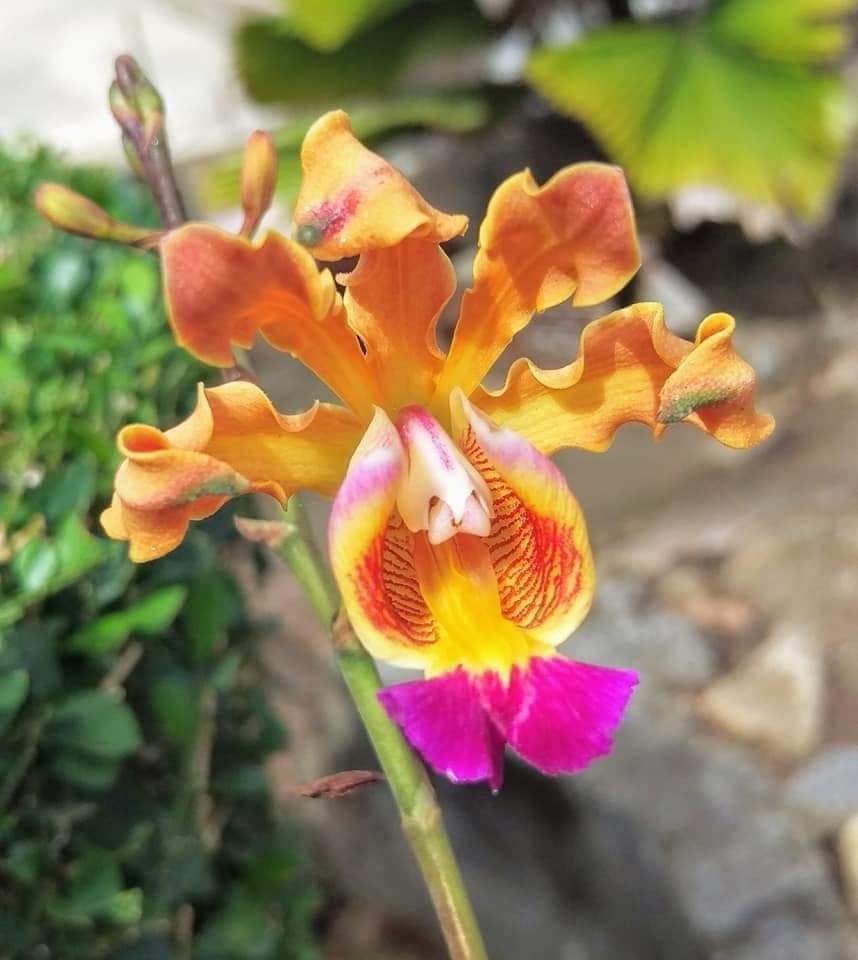 HOA LAN ỐNG ĐIẾU