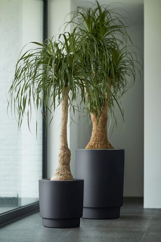 [Cây phong thủy] Lan Bình Rượu (náng đế) - Beaucarnea recurvata - Thegioiraumam