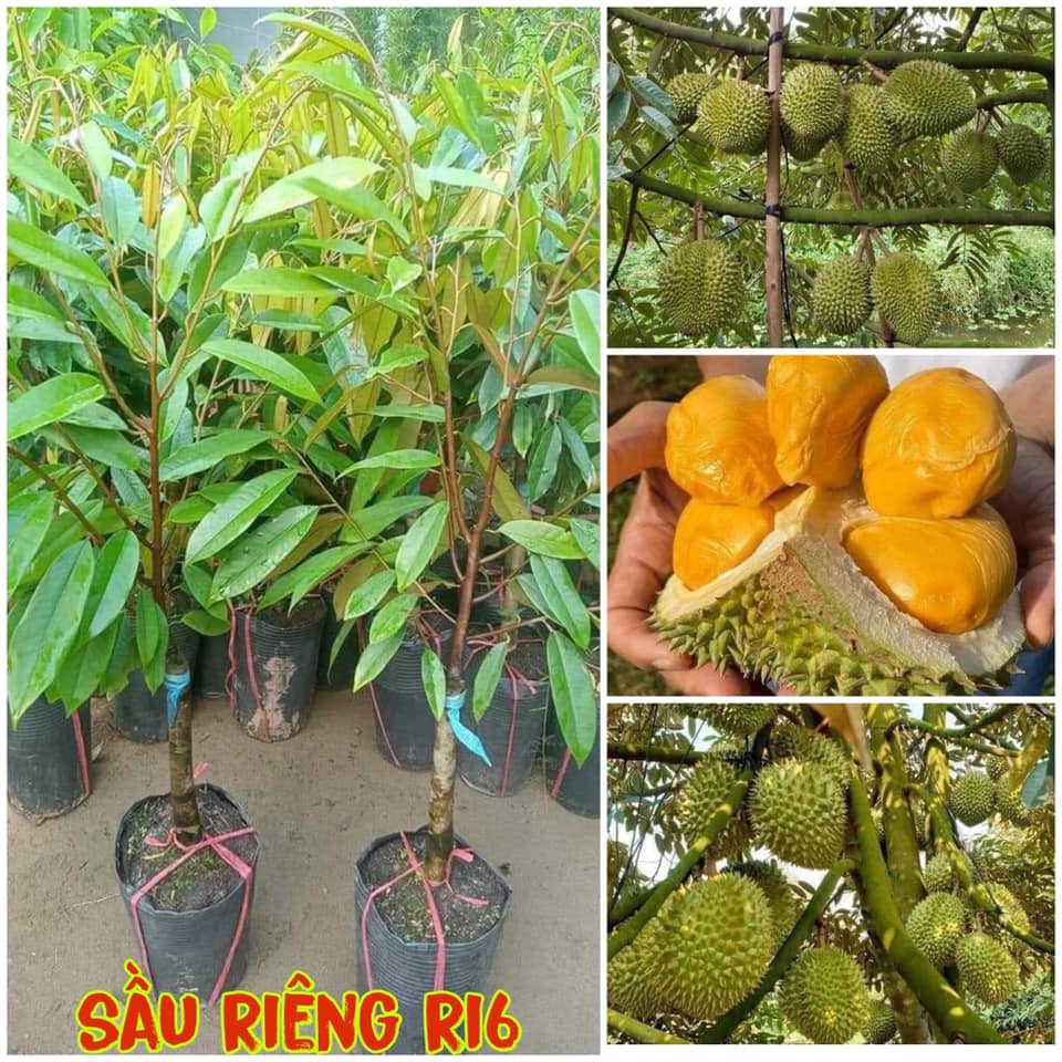 Cây giống sầu riêng ri6 bầu to khổng lồ , gốc to ghép 2 năm