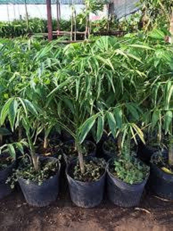 CÂY GIỐNG CÓC THÁI LÙN