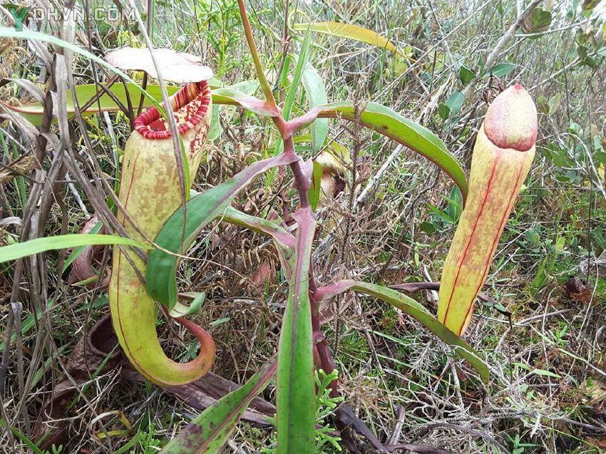[HCM]hạt giống nắp ấm Nepenthes mirabilis