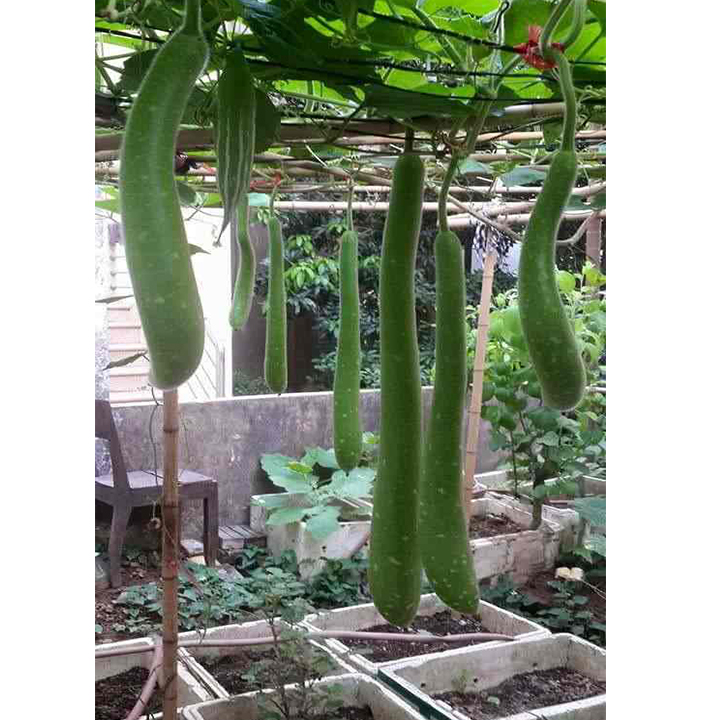 Hạt giống bầu sao dài 10 hạt