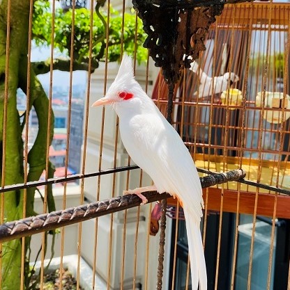Cám chim chào mào Hiển Bảo Khánh số 1, 2 (Dưỡng, Căng lửa)