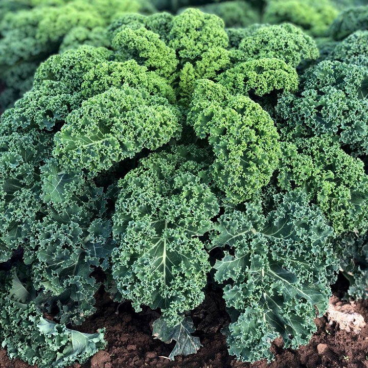 [Hạt giống Mỹ] Hạt giống cải kale Mỹ Oldenbor