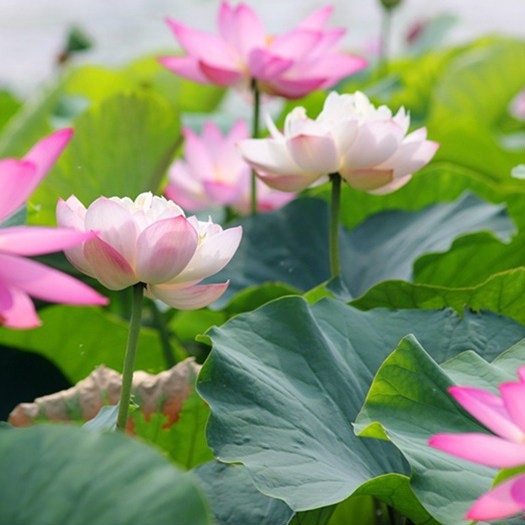 "Gói 15 Hạt " Hạt Giống Hoa Sen Ta (Sen Hồng Việt Nam)