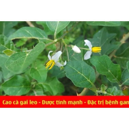 500gr Cà gai leo khô hàng looại 1 thơm sạch