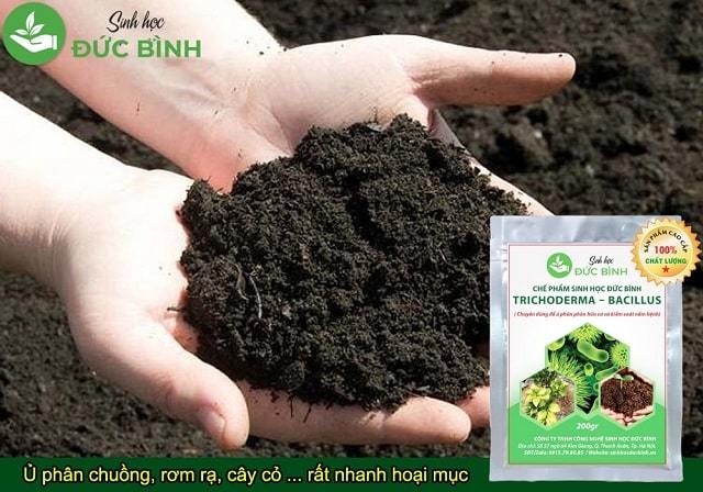 TRICHODERMA BACILLUS - CHẾ PHẨM SINH HỌC CHUYÊN Ủ PHÂN HỮU CƠ VÀ KIỂM SOÁT NẤM BỆNH