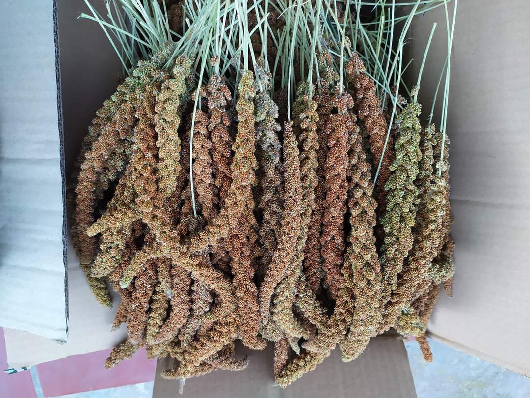 1kg kê nếp hút chân không