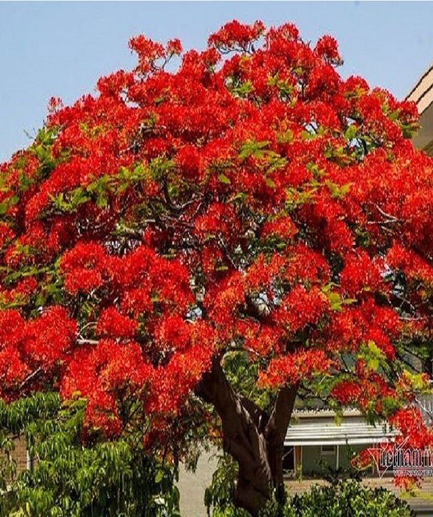 "Gói 5 "Hạt giống hoa phượng vĩ đỏ [Seeds]