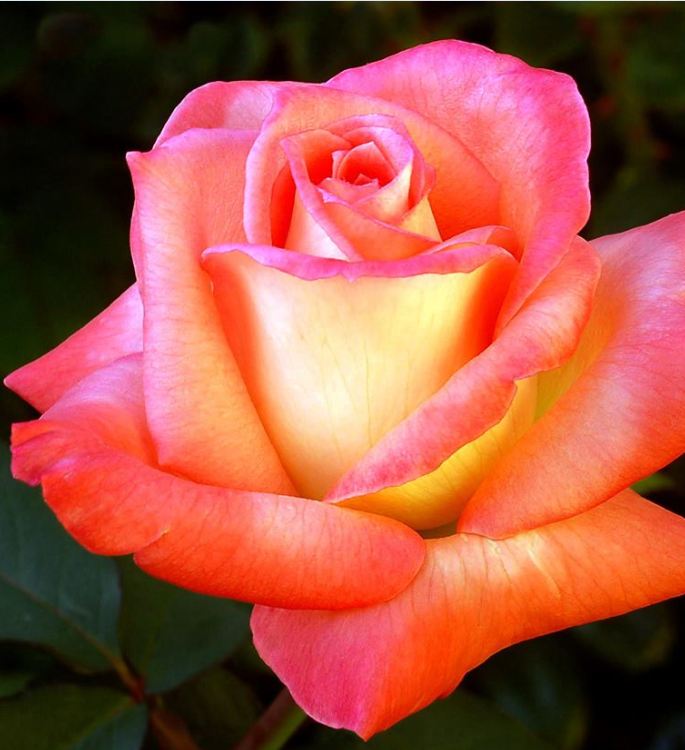 Mixed Dutch Rose Seeds (20 Seeds/Includes Seed Germination Stimulant Package)