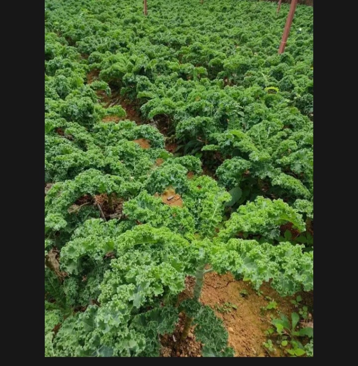 (HCM) Hạt giống cải xoăn kale 5gram