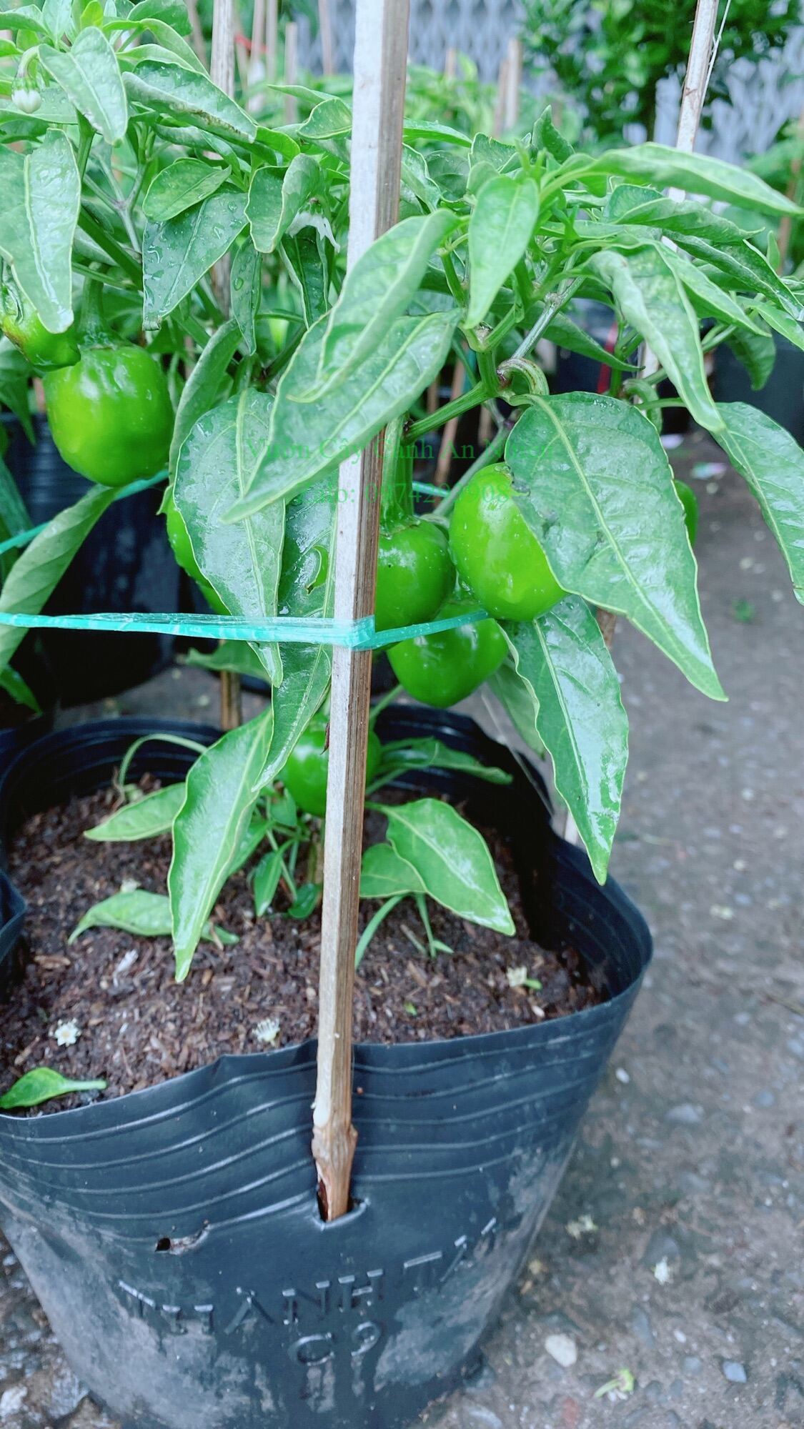Cây Ớt Cà