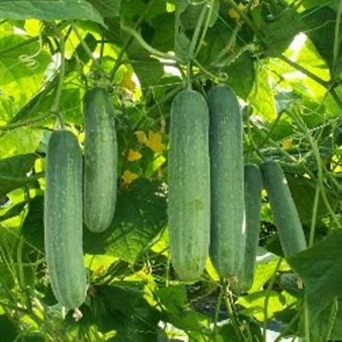 Túi 100 Hạt Dưa Chuột Nếp Ta F1. Giá Đặc Biệt- Năng Xuất Cao - Nhiều Dinh Dưỡng.