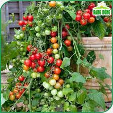 Hạt giống cà chua bi dây leo quả đỏ-gói 20 hạt