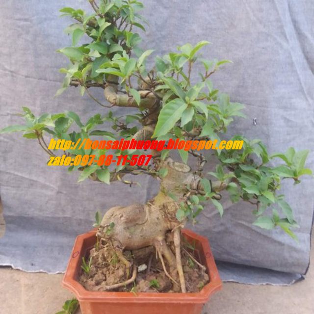 sung bonsai gốc LỚN