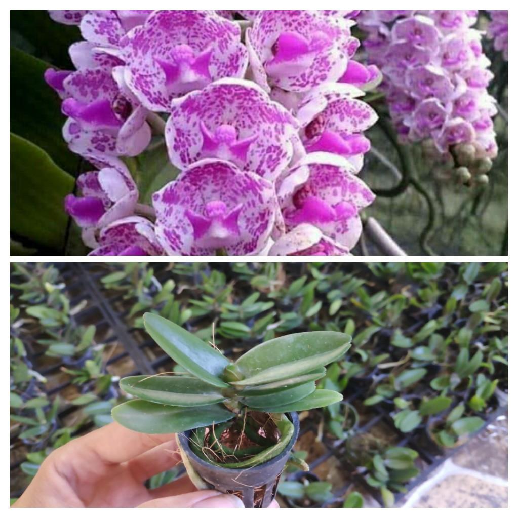 3 Cây Ngọc điểm giống Thái Lan - Nhiều màu khác nhau