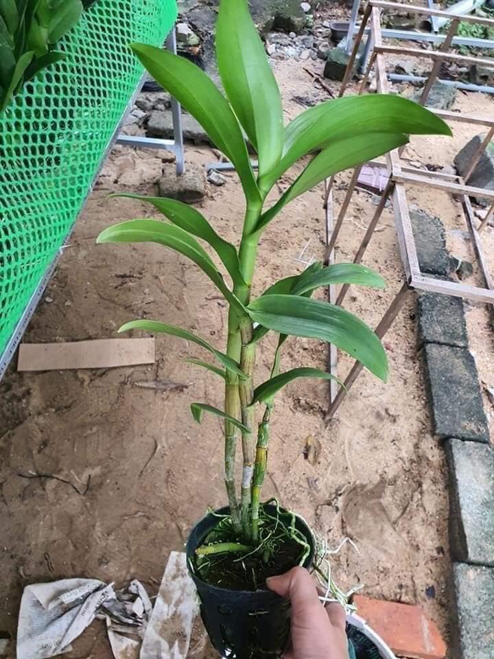 HOA LAN CHỚP HỒNG