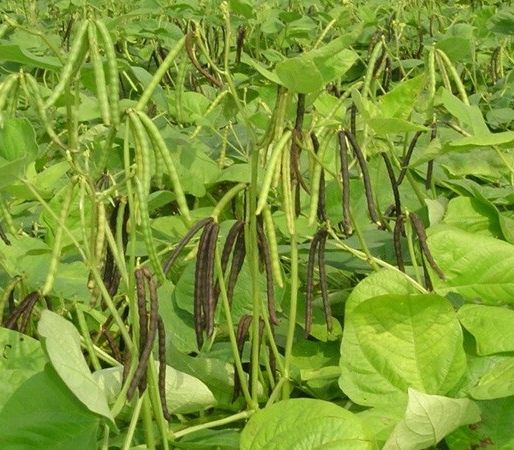 Đậu xanh hữu cơ làm giá đỗ -1kg