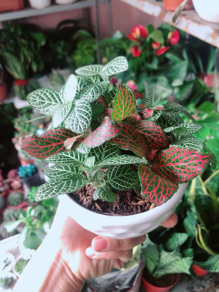 Chậu Cây Cẩm Nhung (lá may mắn)