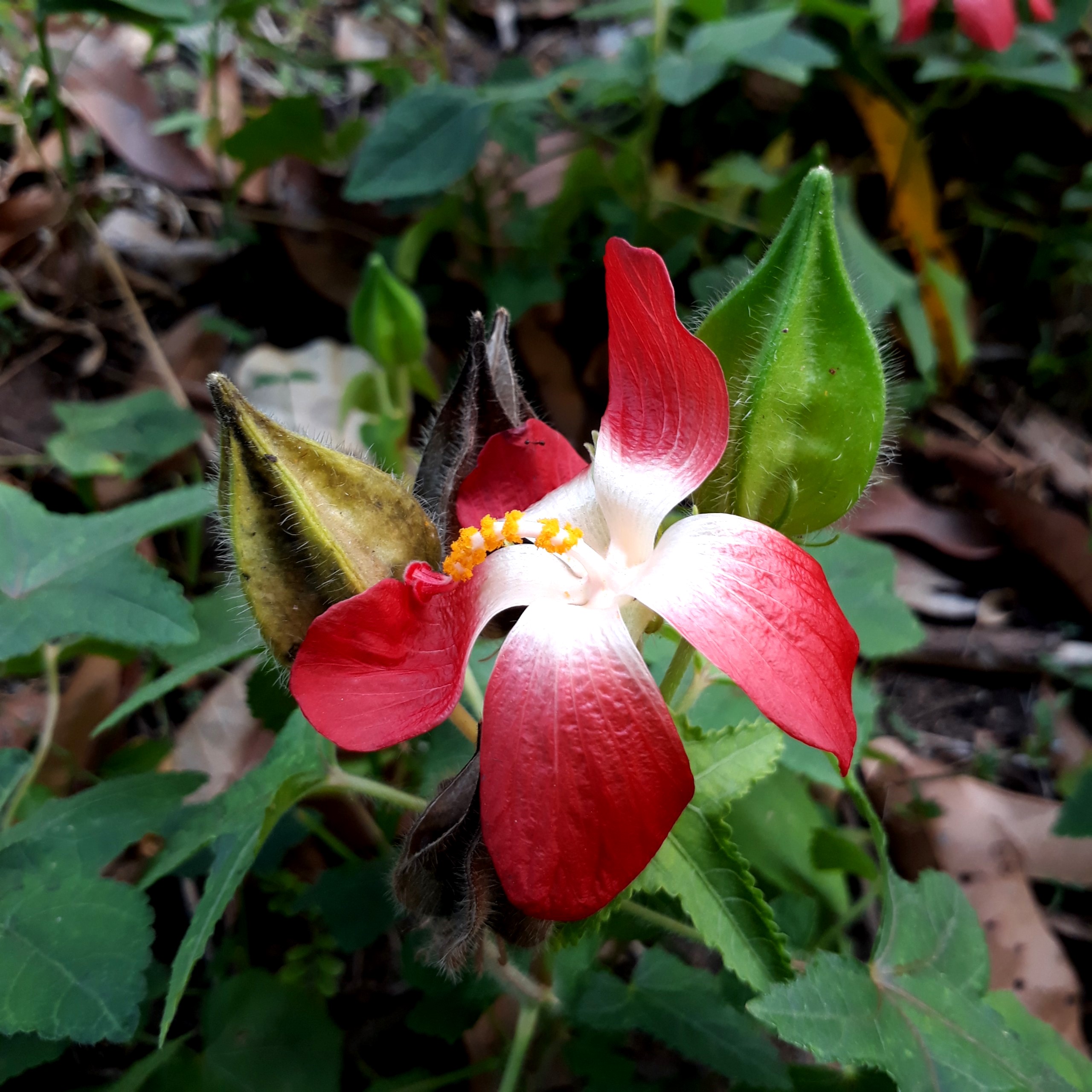 [TRỢ GIÁ] 100 HẠT GIỐNG CÂY NHÂN SÂM BỐ CHÍNH