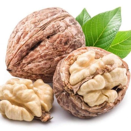 Cây óc chó+ (500g) phân thỏ hữu cơ