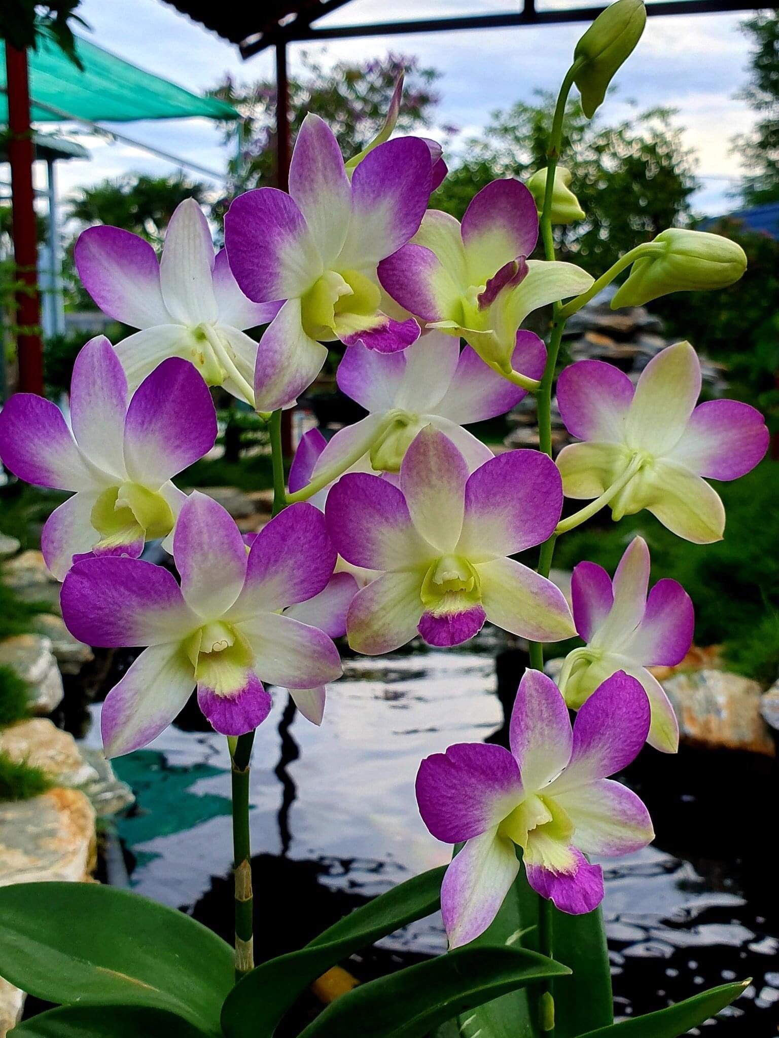 Hoa lan lavender