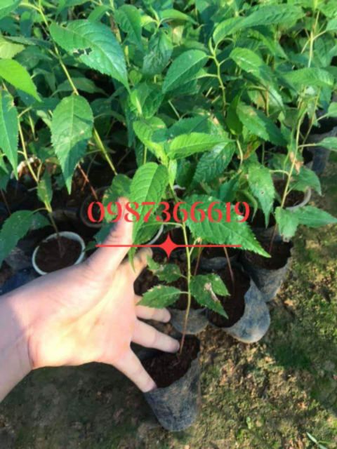 (xả kho đón tết) Hoa anh đào cây cao 25cm