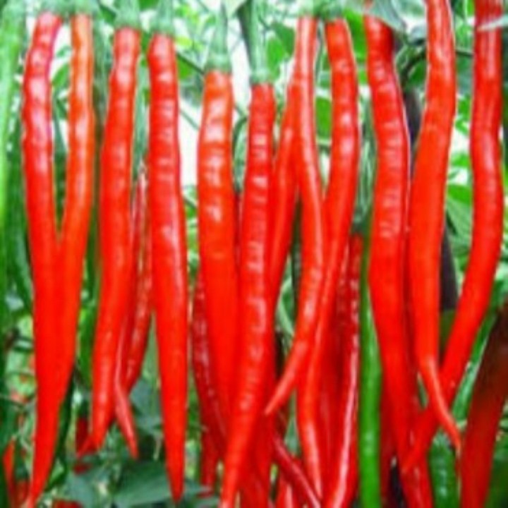 30 Hạt Giống Ớt Dài Hàn Quốc